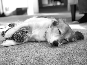 Close-up of dog sleeping at home