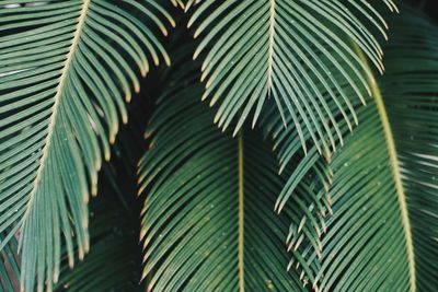 Close-up of palm leaves