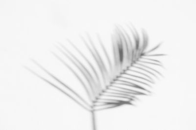 Close-up of palm tree against white background