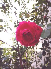 Close-up of red rose blooming on tree