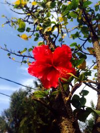 Close-up low angle view of red flowers