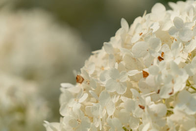 Close-up of white cherry blossom flowers