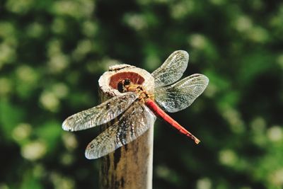 Close-up of dragonfly on plant