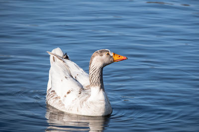 Close-up of duck swimming in lake