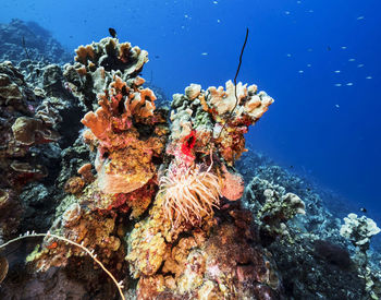 Fish swimming in sea