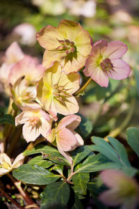 Close-up of flowers