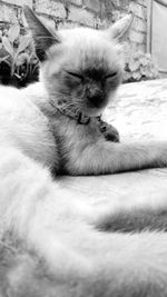 Close-up of cat resting on bed