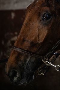 Close-up of horse
