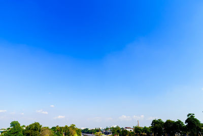 Low angle view of trees against blue sky