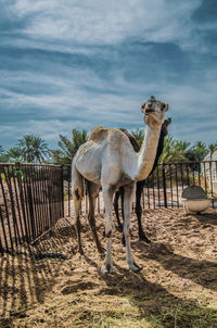 A camel stands in a field