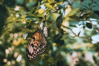 A close-up photo of a butterfly pollinating a flower