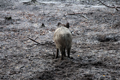 High angle view of boar on field