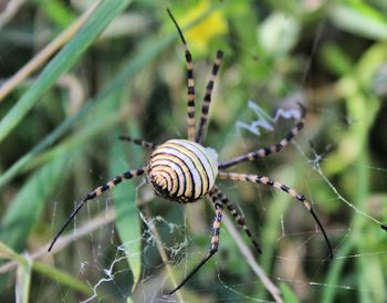 Close-up of insect on spider web