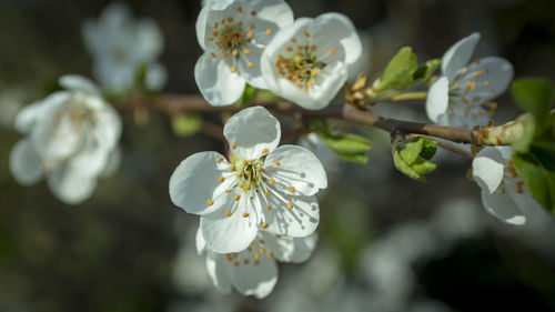 Close-up of white cherry blossom tree