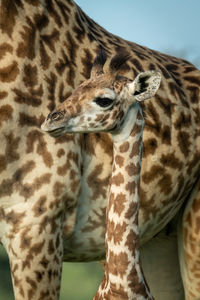 Close-up of masai giraffe standing beside mother