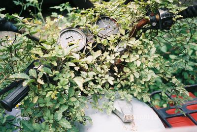 Plants growing against wall