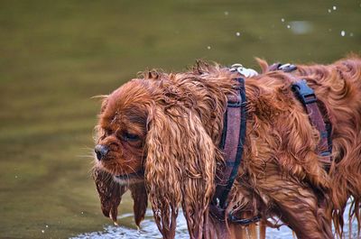 Dog standing in water