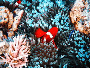 View of fish in sea