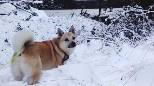 Dog on snow covered land