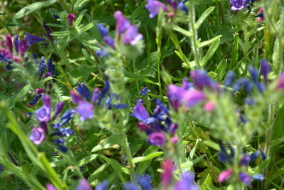 Close-up of purple flowers on field