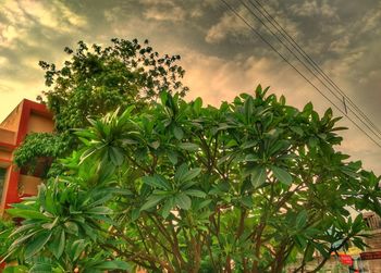 Plants against sky