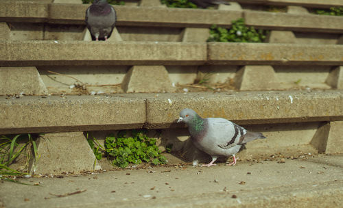 Pigeon perching