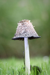 Close-up of mushroom growing on field