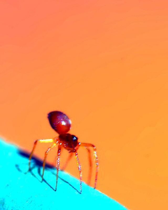 insect, close-up, animal themes, one animal, red, copy space, indoors, wall - building feature, studio shot, ladybug, white background, wildlife, animals in the wild, focus on foreground, single object, selective focus, fruit, no people, food and drink, shadow