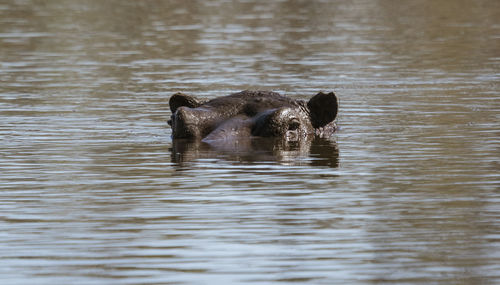 View of duck swimming in lake