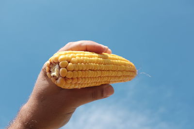 Cropped hand of man holding sweetcorn against blue sky