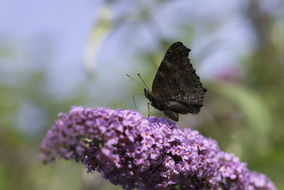 Close-up of butterfly pollinating on purple flower