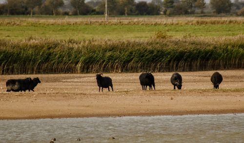 Flock of sheep on field