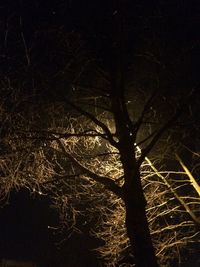Bare trees in the dark