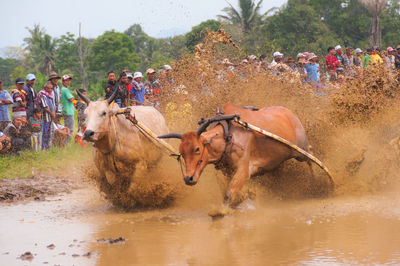 Group of people riding horses