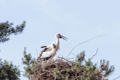 Low angle view of birds perching on nest against sky