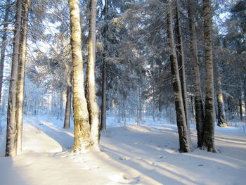 Trees in forest during winter