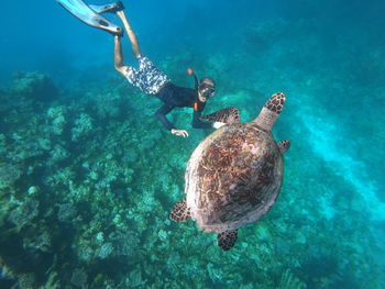 Man snorkeling by turtle in sea