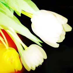Close-up of white flower