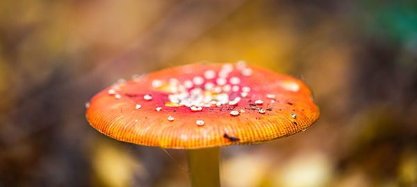 Close-up of fly agaric mushroom