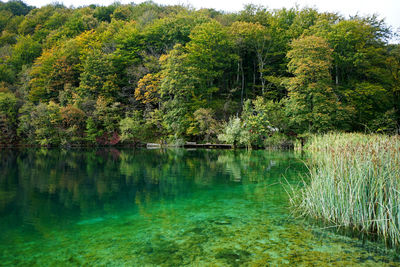 Scenic view of lake in forest