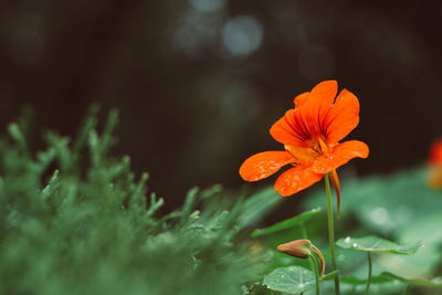 Close-up of orange flower blooming outdoors