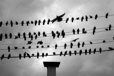 Low angle view of birds flying in sky