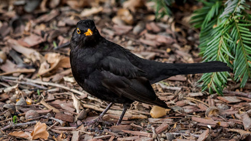 Close-up of a bird on field