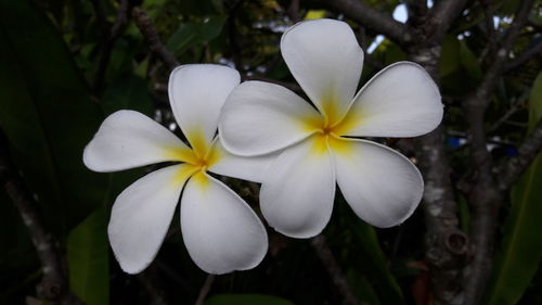 Close-up of frangipani blooming outdoors