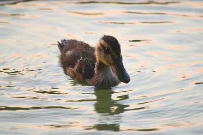 Duck swimming in a lake