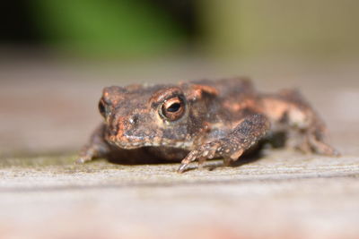 Close-up of frog