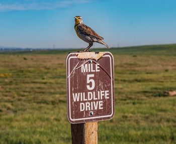 Bird perching on road sign with text against sky