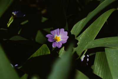 Close-up of purple flowering plant