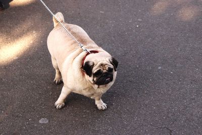 High angle view of dog on road