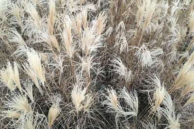 Full frame shot of wheat field
